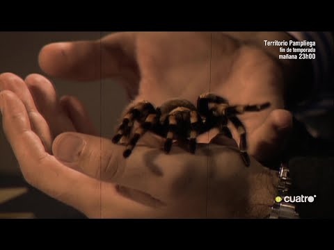 21x05 Animales en plató - 20 años no son nada - #CuartoMilenio