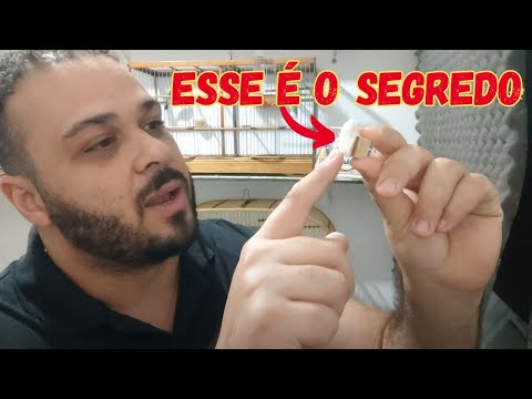 TENHA A MELHOR TEMPORADA DO SEU COLEIRO PAPACAPIM COM ESSA TÉCNICA