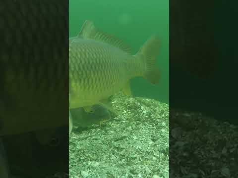 Pop Up or Bottom Bait Here?