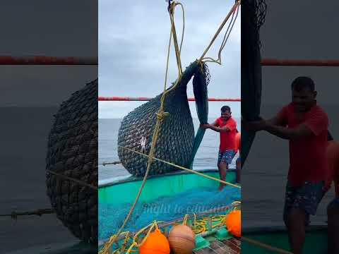HOW Do Fisherman Catch Millions of Fish #shorts #fish