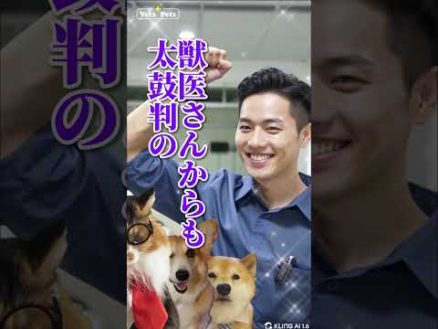 犬猫サプリの決定版！アンチノール®＋！#PR #ベッツペッツ #アンチノール #柴犬スティーブ