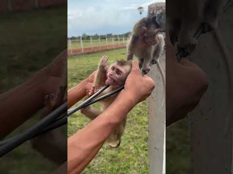 #monkey #poormonkey #littlemonkey #sadmonkey #lifeofmonkey #animal #pet #viral