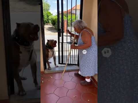 Ni el pitbull se animó con la abuela 😳👵🐶