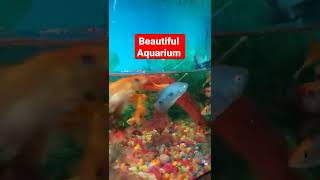 Beautiful Aquarium Punjab #shorts