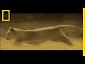 Understanding Human-Lion Conflicts in Tanzania