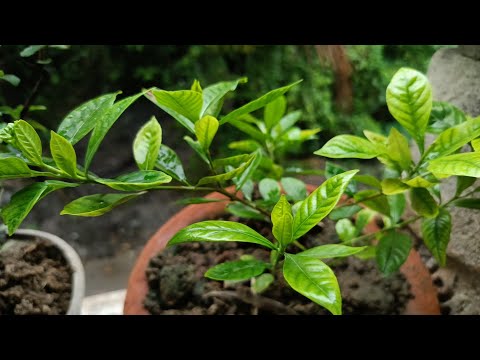 Tui Borsha Bikaler Dheu🎻🎶 || Bengoli Lofi Song || Song || বর্ষার গান || গান || roki || Songs|| Music