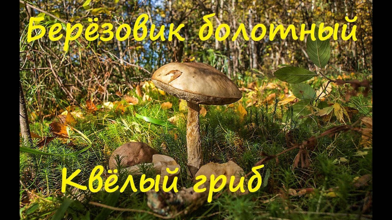 Подберёзовик болотный - квёлый гриб