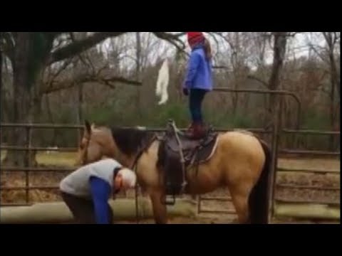 Buckskin Quarter Horse Gelding For Sale In Nc Cheap 06 2021