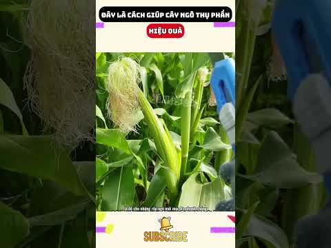 Đây là cách giúp cây ngô thụ phấn hiệu quả