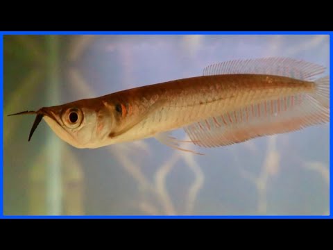 Buying A SILVER AROWANA! In this video, I finally buy a silver arowana for my 125 gallon aquarium! Thanks for watching, & be 
