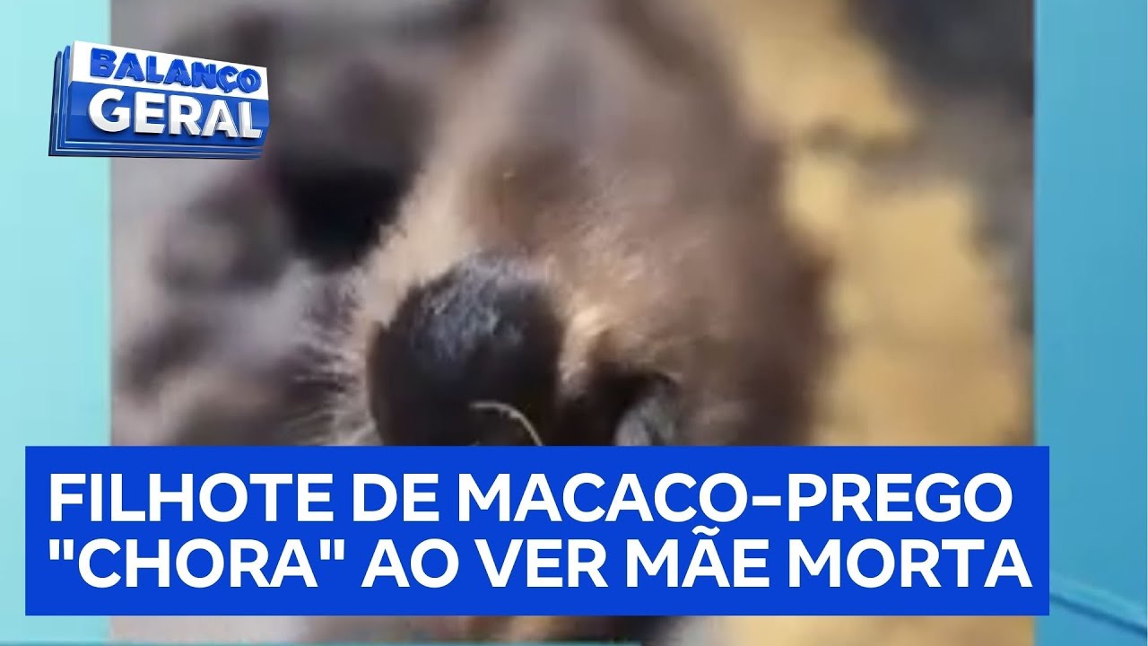 Filhote de macaco-prego “chora” e se recusa a sair de perto da mãe atropelada