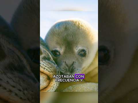Las focas sufren dolores de parto#knowledge #animal #fyp #nature  #documentary  #foryoupage  #seal