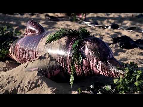 YouTube video thumbnail: Dolphin Models Displayed on Copacabana Beach in Amazon Oil Protest