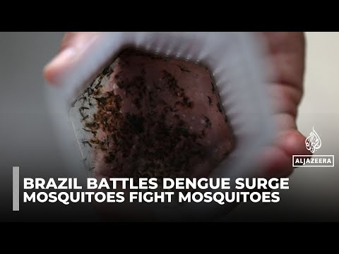 YouTube video thumbnail: Brazil’s Rainy Season Fuels Dengue Crisis as Scientists Turn to new Tactics
