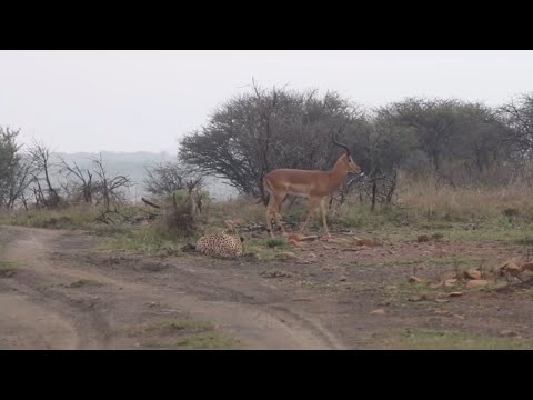 cheetah hide ground attacking impala bring it down video