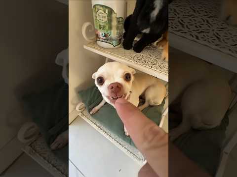 Niki is the most celebrity chihuahua in the world๐๐๐