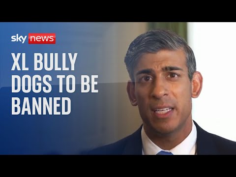 American XL bully dogs to be banned after attacks PM announces