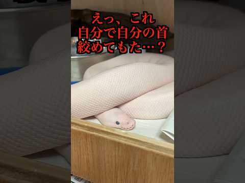 白ヘビが、、、ちんだ⁉︎ #爬虫類 #reptiles #shorts #ヘビ #ボールパイソン #ふじぴこ