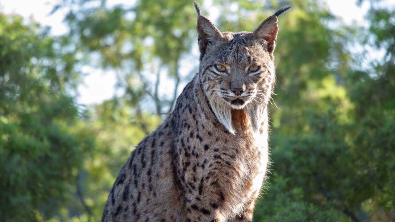 Reintroducing Europe's Wildest Cat Seven Worlds, One Planet BBC Earth