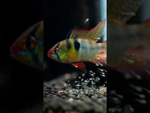 German Blue Rams fry care #germanbluerams German Blue Rams fry care #germanbluerams