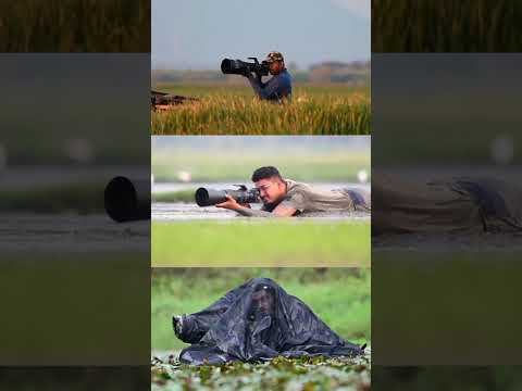 Republic Day Spacial JAI HIND ??? #nikon #shorts #birdsphotography #jaihind #wildlifephotography