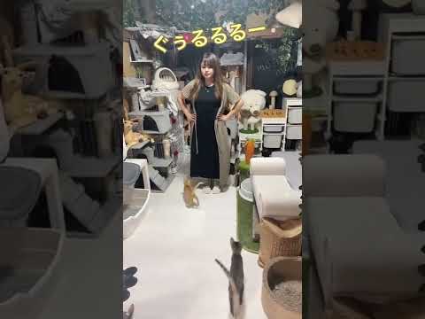 【猫好き必見】母猫が仔猫を呼ぶ声を真似するとこうなります #shorts