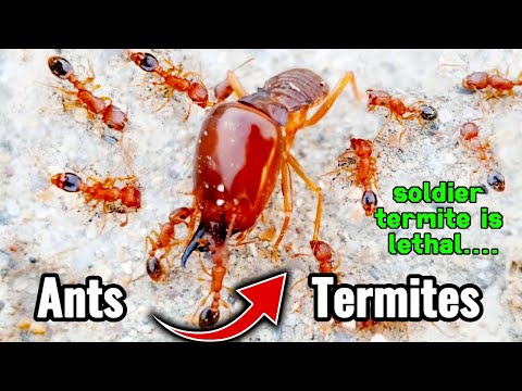 How Termites Act As 'Suicide Bombers' To Defend Their Colonies | Ant vs Termite
