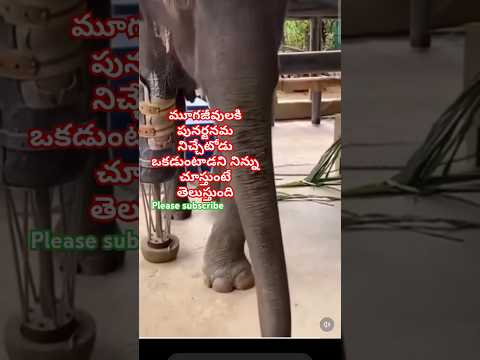 మూగజీవులకి పునర్జనమ నిచ్చేటోడు ఒకడుంటాడని నిన్ను చూస్తుంటే తెలుస్తుంది#motivation #animals #love