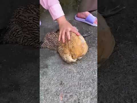 Giving Training to THIS CHICKEN! 😱👌