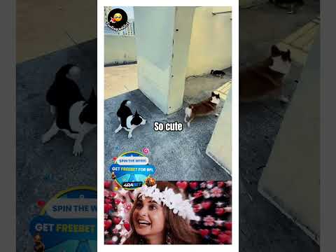 அவன புடிக்க முடியாது சார் 😂/cute dog 🐕/pet animals funny videos 💖#shortsfeed 💙#youtubeshorts ✨#love