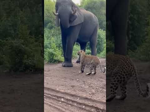 Elephant DEVOURS Baby Gorilla - Dark Twist π±π #viral #shorts