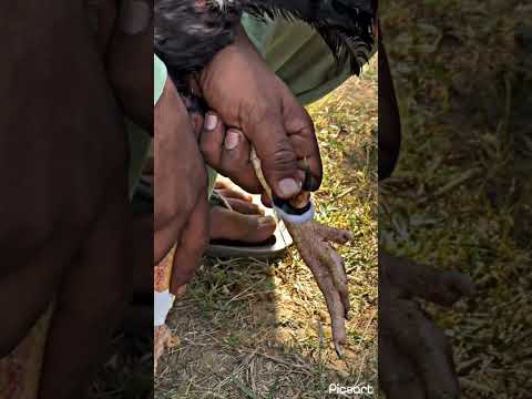 #birds #roosterfarm #chickenbreeds #aseelmurga #assel #assel #roosterchicken #animals