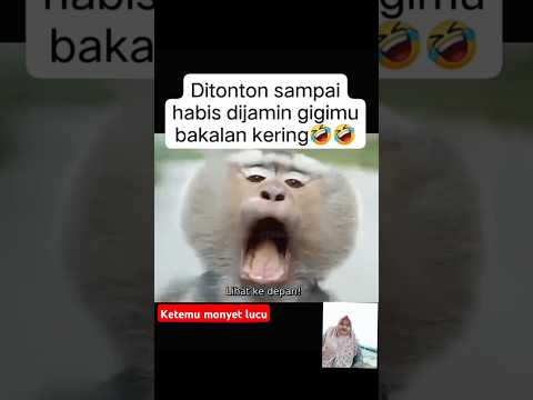 Ketemu monyet lucu bikin sakit perut #fyp #monyetlucu #trending #viralcomedy
