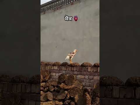 #AseelMurge #AseelShouk #AseelLovers #MurgiBusiness #AseelBusiness