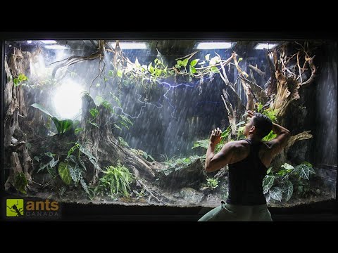 I Simulated a TYPHOON in My Giant Rainforest Vivarium