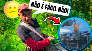 VEJA COMO É A COLHEITA DE LARANJA NA ROÇA 🍊