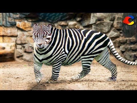 20 Animales Híbridos Únicos En El Mundo Que Realmente Existen