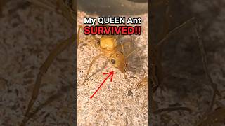 My QUEEN Ant SURVIVED!!