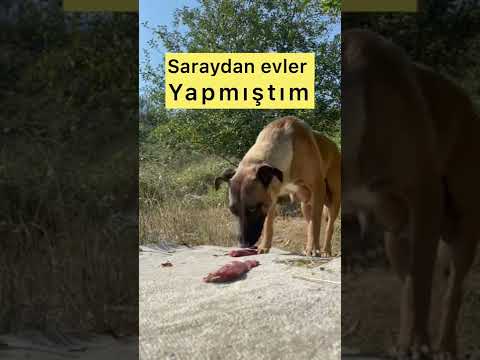 ANNE VE 9 YAVRUSU