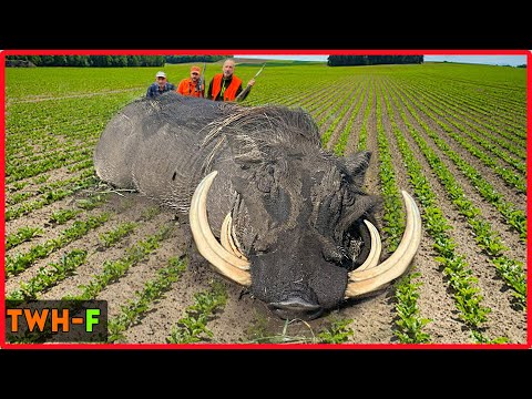 How Are American Farmers Dealing with Wild Boars Attacking Sugar Beet Fields?