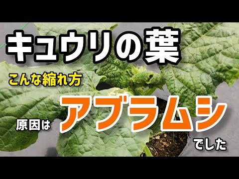 キュウリ苗がこんな縮れ方…原因はアブラムシでした