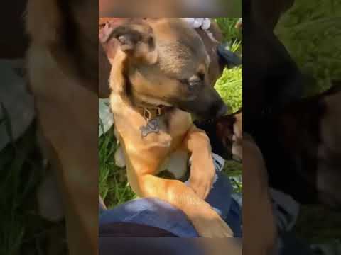 funnydogs#cute#doglover#doglife#cure#dogshorts#pet#doglife#dogshorts