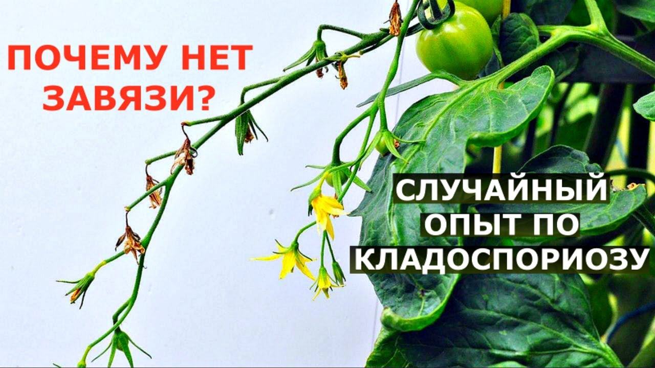 Почему опадают цветы на помидорах? А также томат, устойчивый кладоспориозу