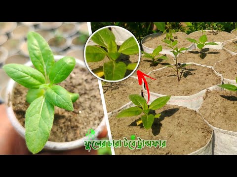 ছোট ফুলের চারা টবে ট্রান্সফার করার সঠিক নিয়ম | দ্রুত বৃদ্ধি ও বেশি ফুল পাওয়ার গোপন টিপস 🌸🌿