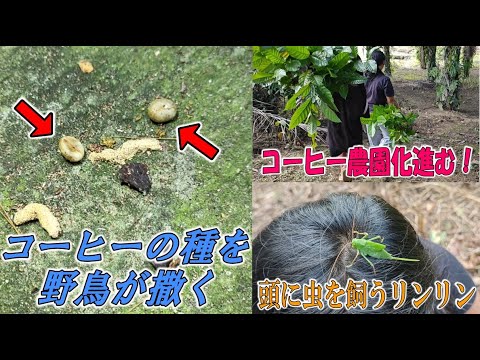 野鳥がう●ちコーヒーを自宅前にばら撒く！そして植林、コーヒー農園作れ！