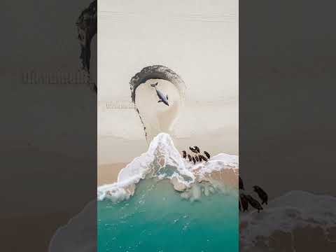 Sea otter Rescues dolphin from Danger!