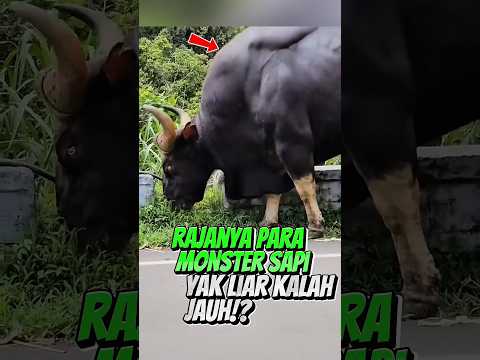Rajanya Para Sapi!? #short #gaur #dokumenter