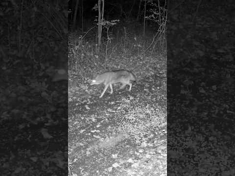 COYOTE ON THE PROWL AT NIGHT | Stealth Predator Walking the Trail #shorts