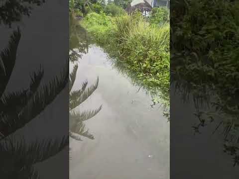 Triều cường con đường nhà em đã biến thành sông #trieucuong #conduong #nhà #sôngnước #tamsucungcon