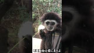 【多摩動物公園】多摩動物公園に行ってきたよぉ